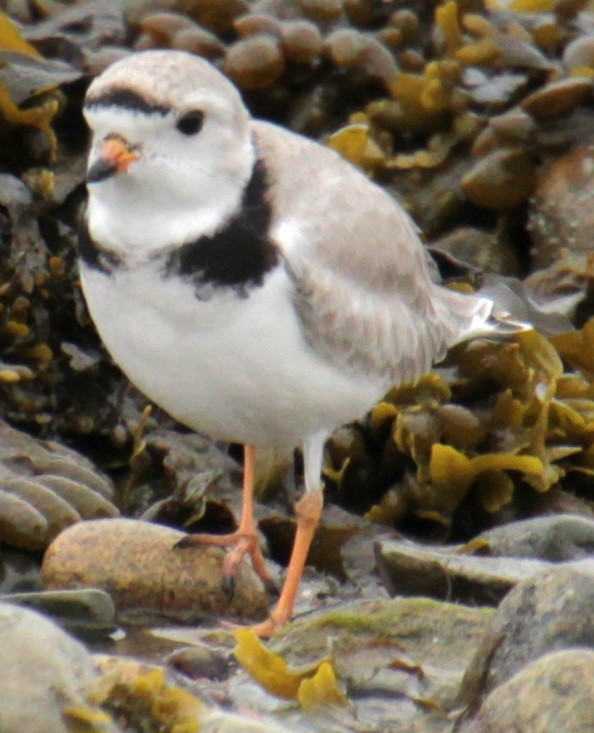 Piping Plover - ML618518889