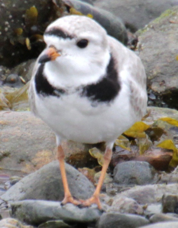Piping Plover - ML618518890