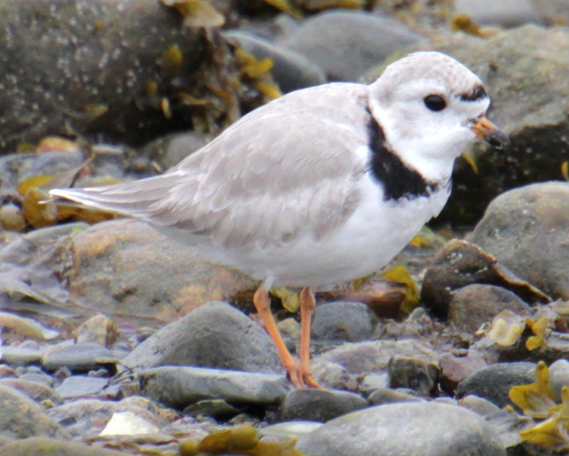 Piping Plover - ML618518891