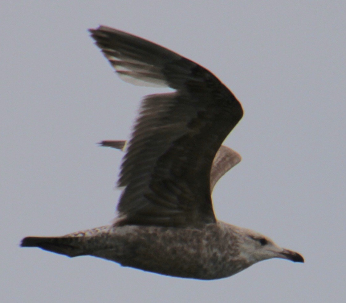Herring Gull (American) - ML618518908