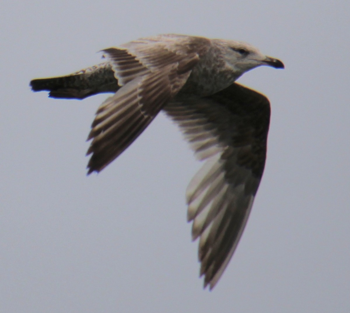 Herring Gull (American) - ML618518909