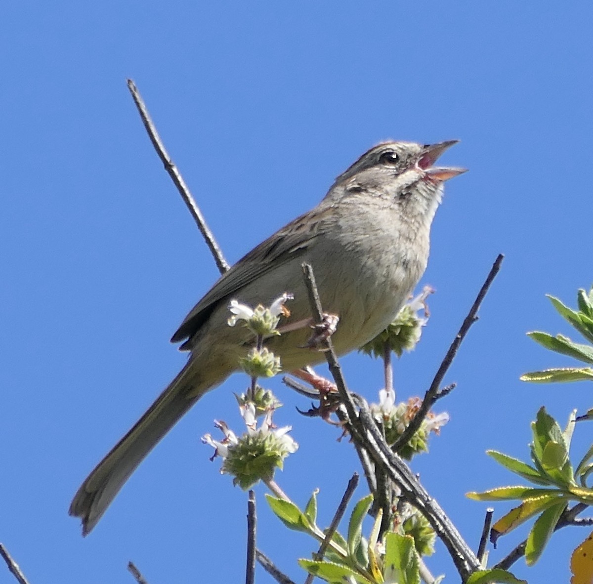 Rufous-crowned Sparrow - Melanie Barnett