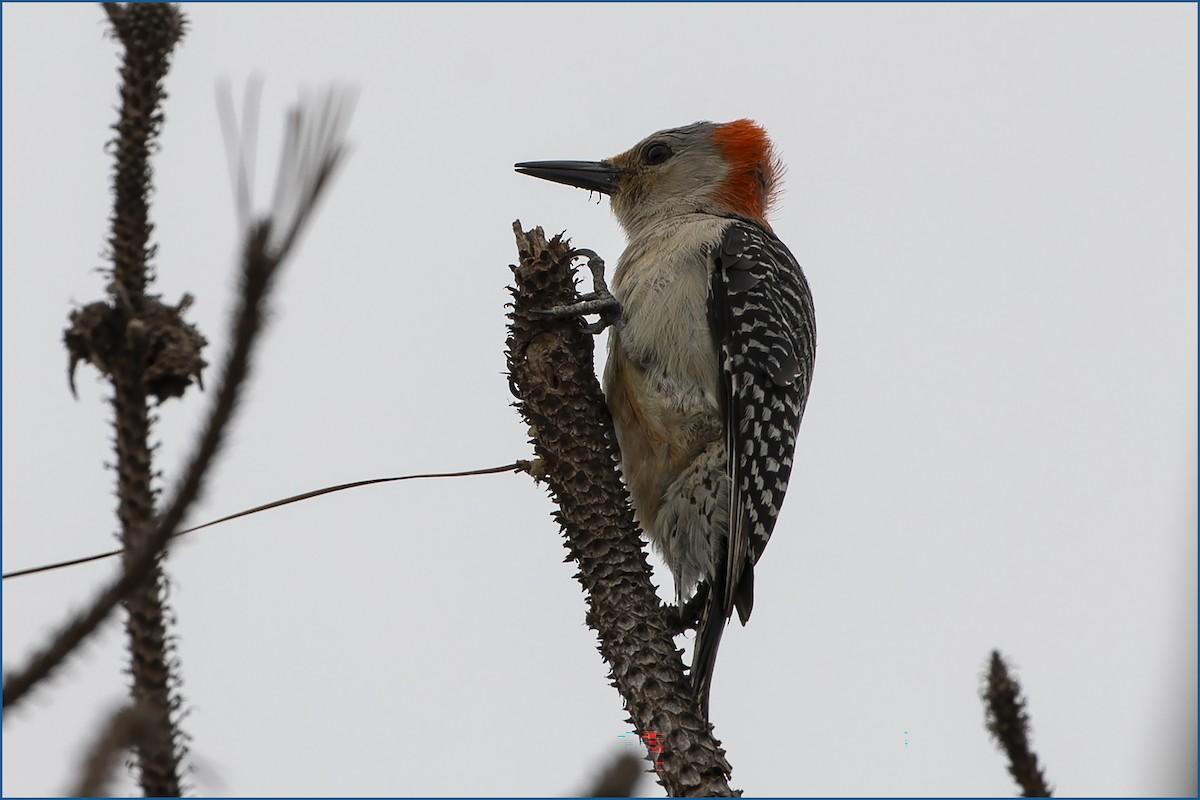 Red-bellied Woodpecker - ML618518963