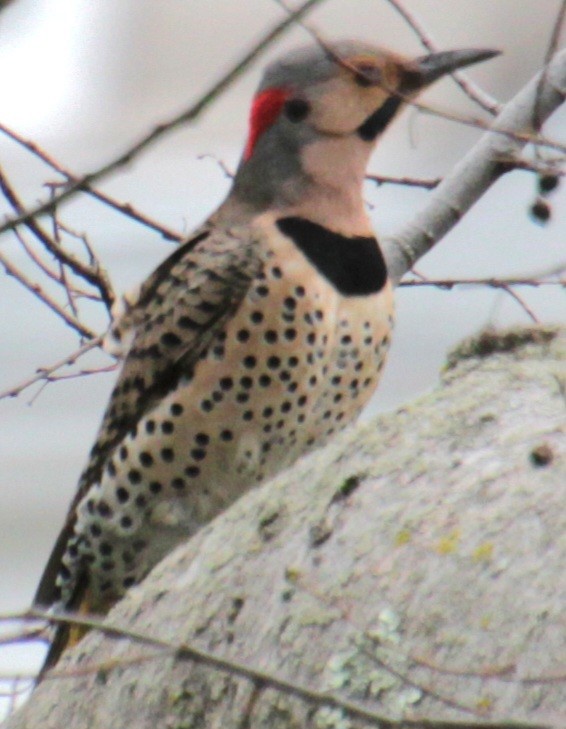 Northern Flicker (Yellow-shafted) - ML618518964