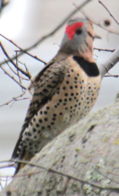 Northern Flicker (Yellow-shafted) - ML618518965