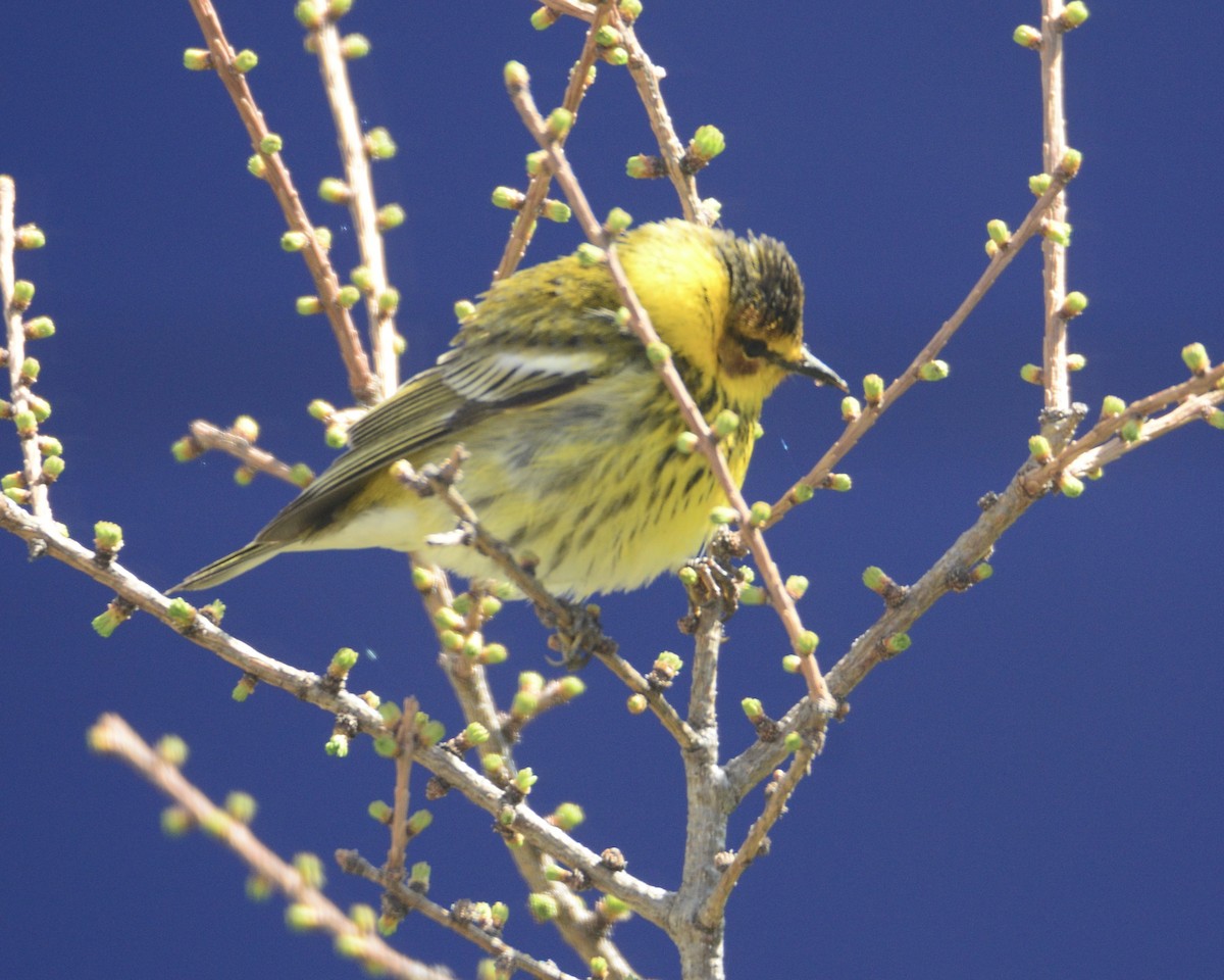 Cape May Warbler - ML618518968