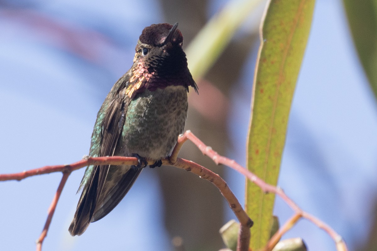 Anna's Hummingbird - ML618518979
