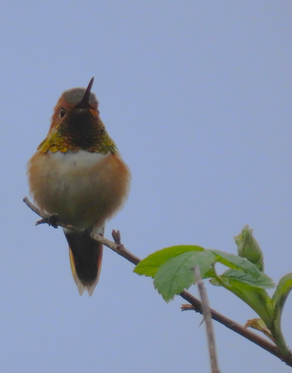 Rufous Hummingbird - Linda Archer