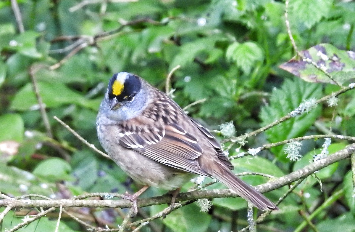Golden-crowned Sparrow - ML618519037