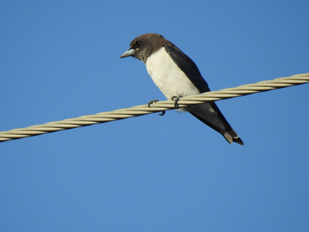 White-breasted Woodswallow - ML618519046
