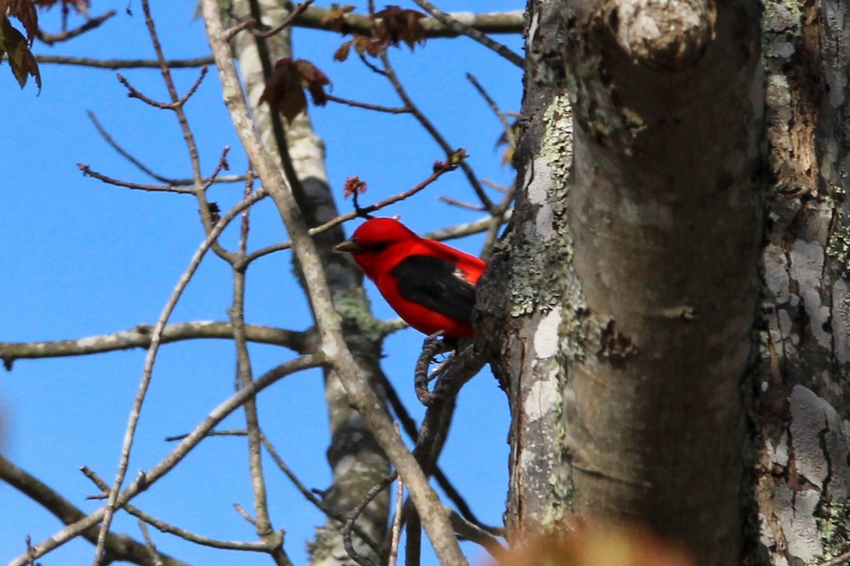 Scarlet Tanager - ML618519076
