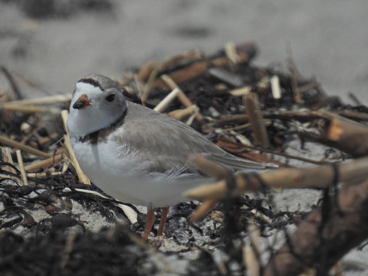 Piping Plover - ML618519090