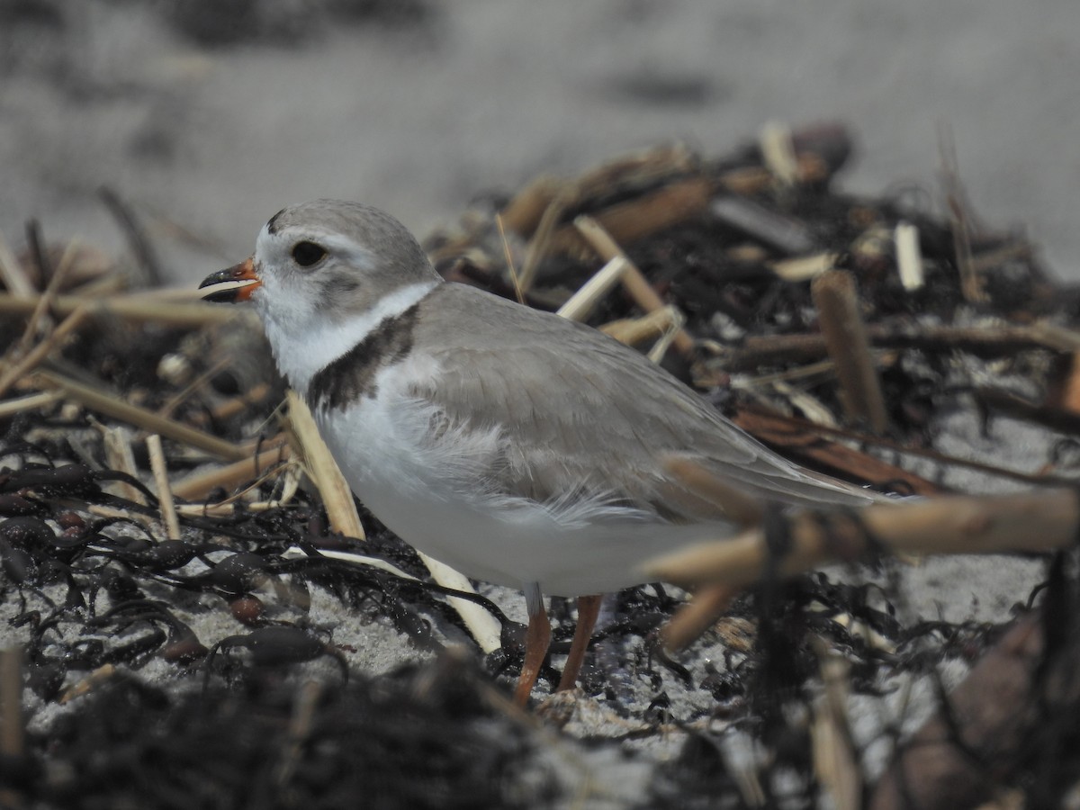 Piping Plover - ML618519091