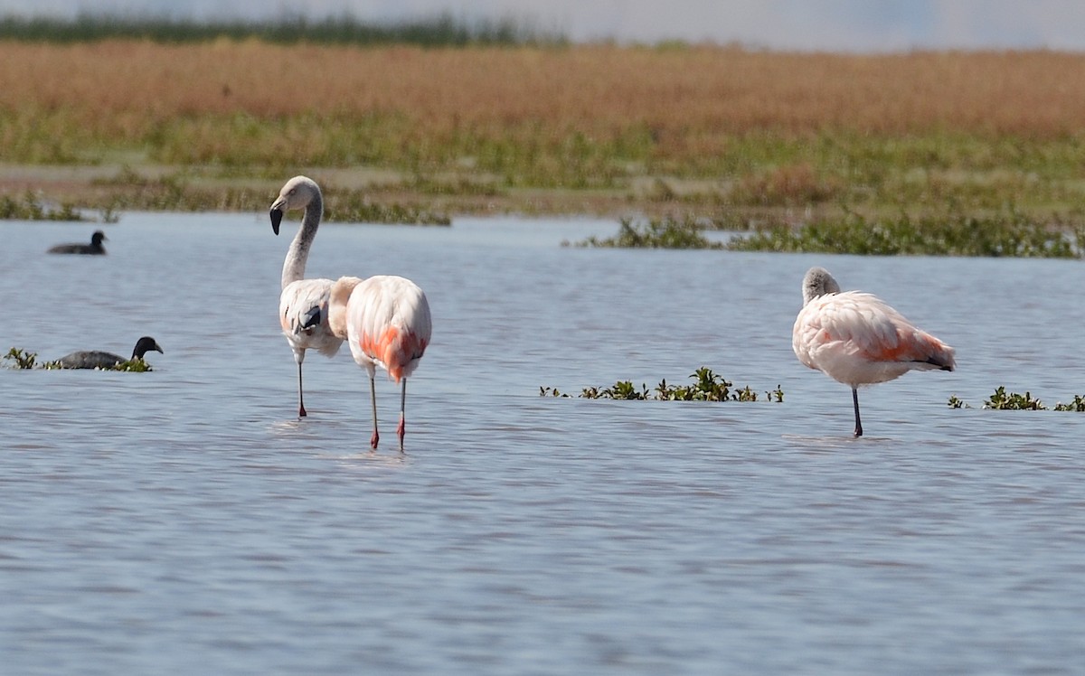 Şili Flamingosu - ML618519097