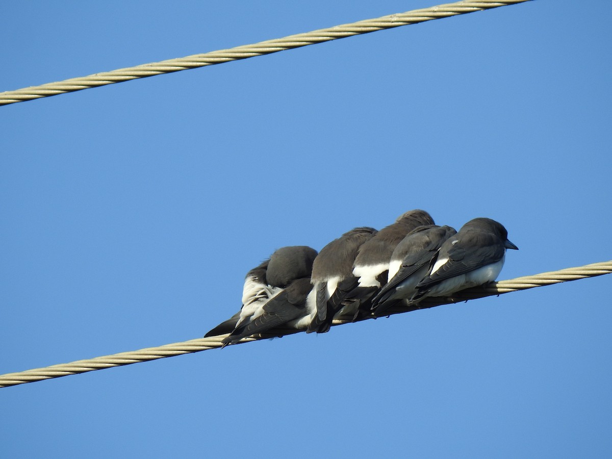 White-breasted Woodswallow - ML618519111