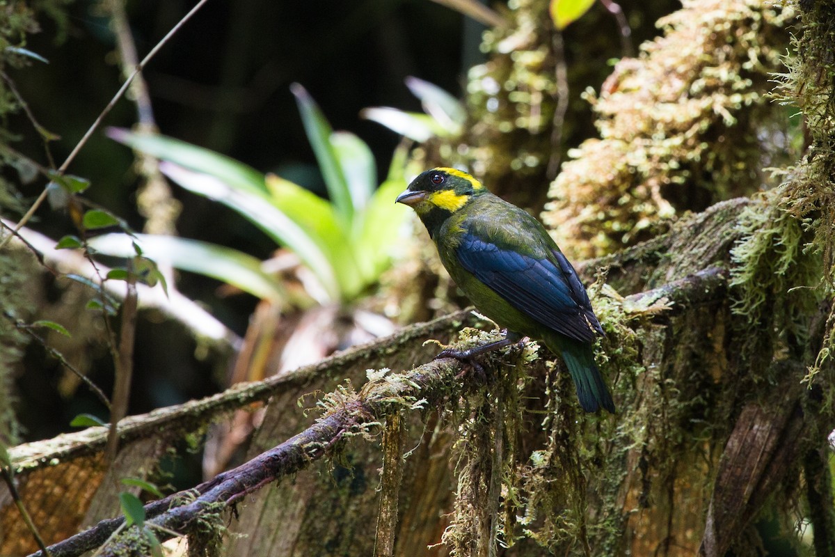 Gold-ringed Tanager - Brian Healy