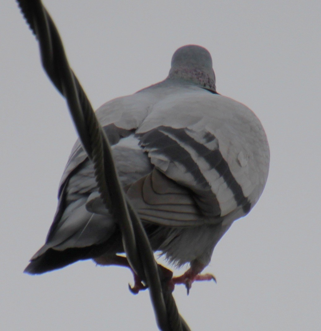 Rock Pigeon (Feral Pigeon) - ML618519117