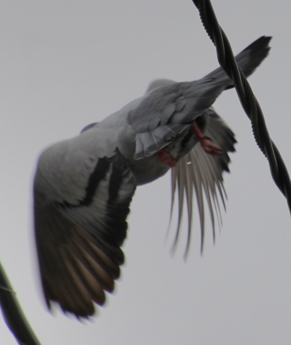 Rock Pigeon (Feral Pigeon) - ML618519118