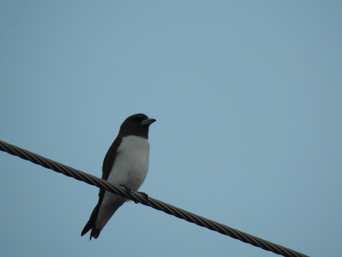 White-breasted Woodswallow - ML618519136