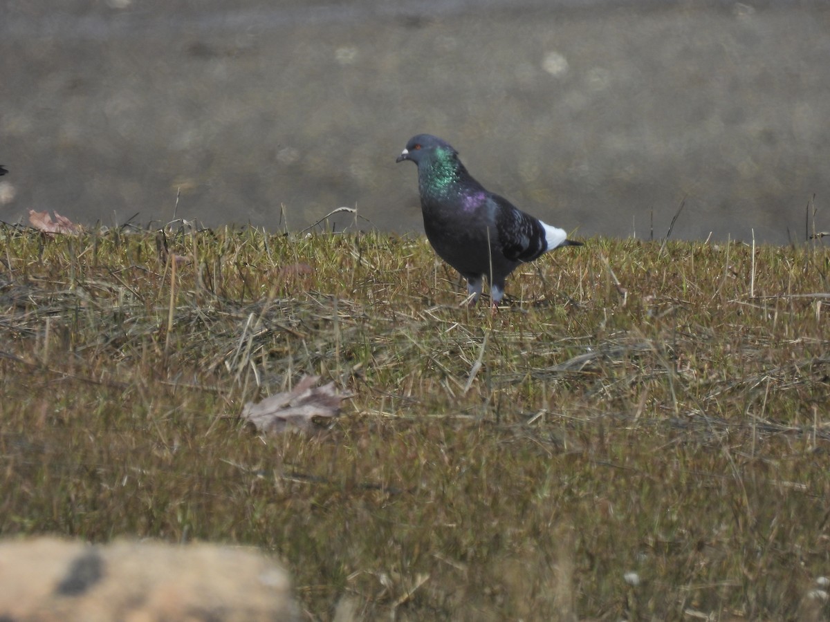 Rock Pigeon (Feral Pigeon) - ML618519180