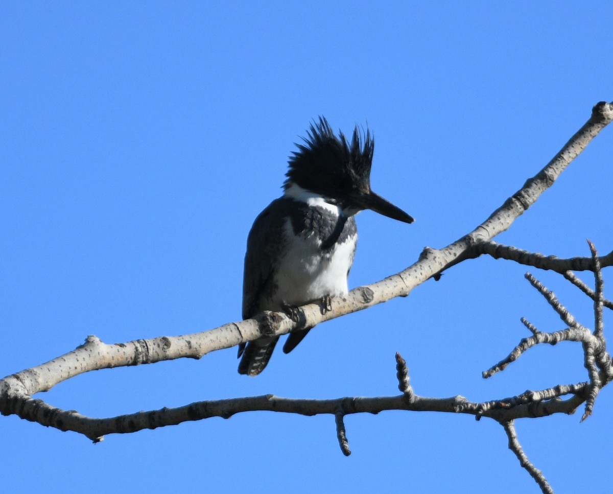 Belted Kingfisher - Peter Olsoy