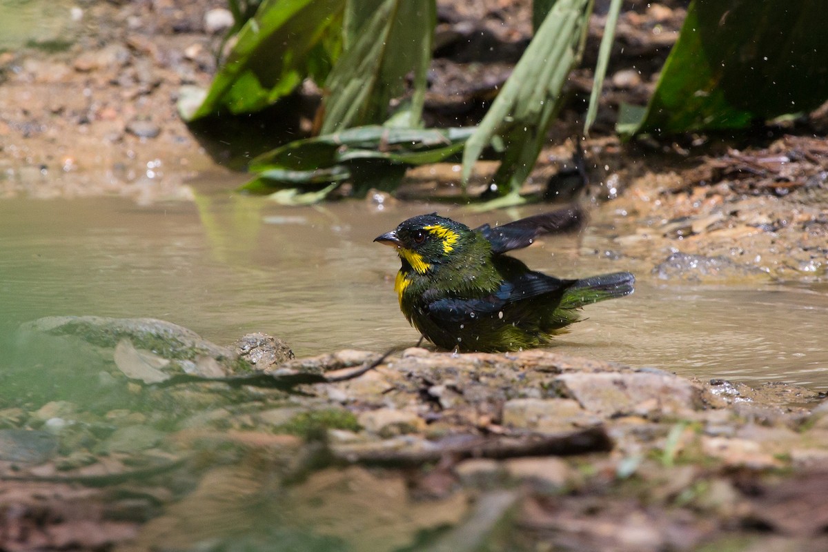 Gold-ringed Tanager - Brian Healy