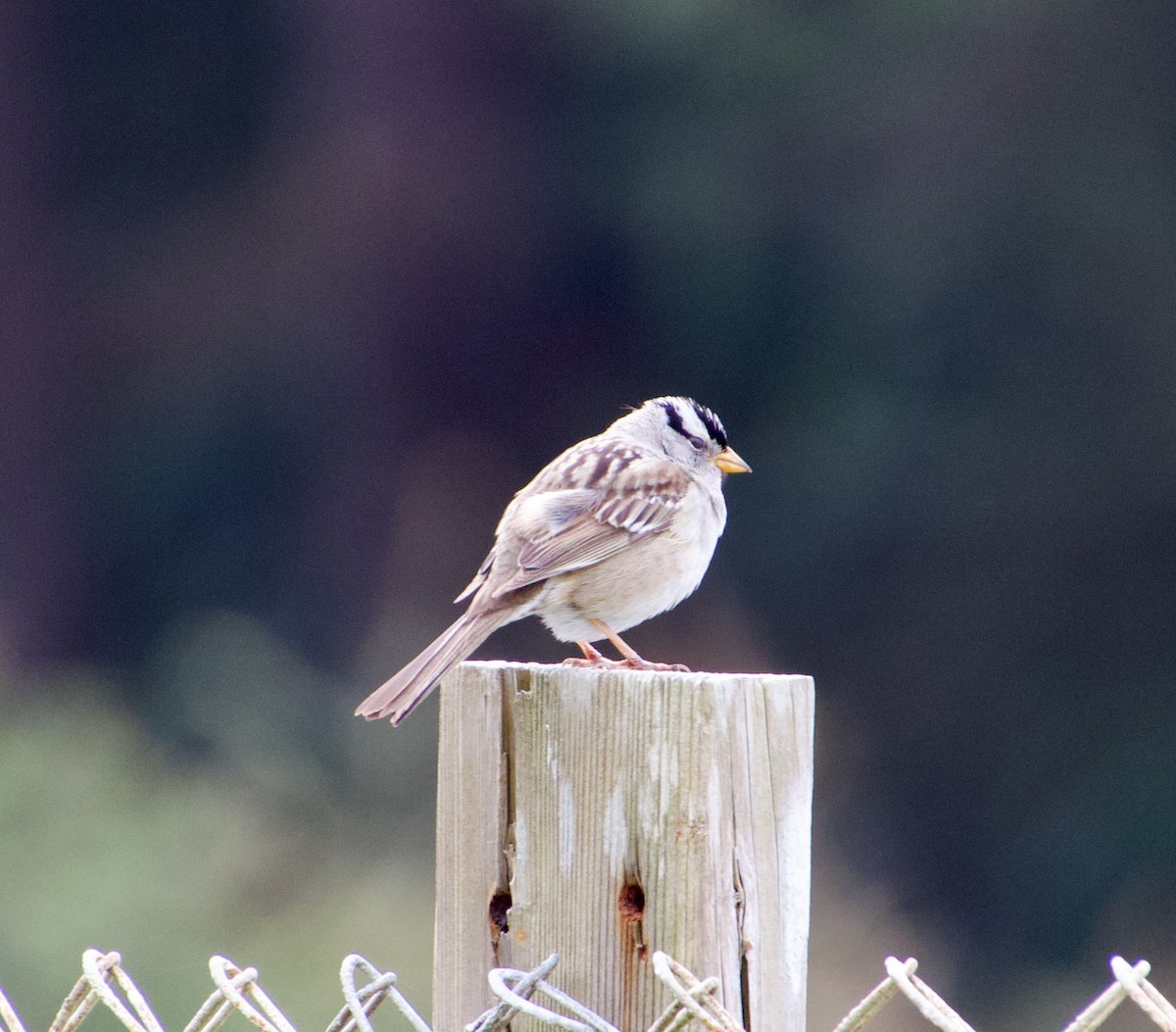 White-crowned Sparrow - ML618519237