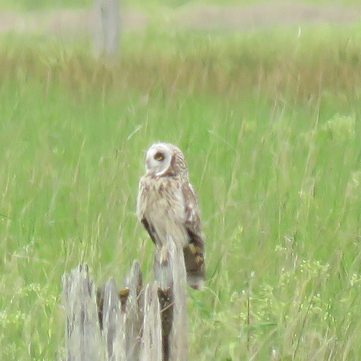 Short-eared Owl - ML618519251