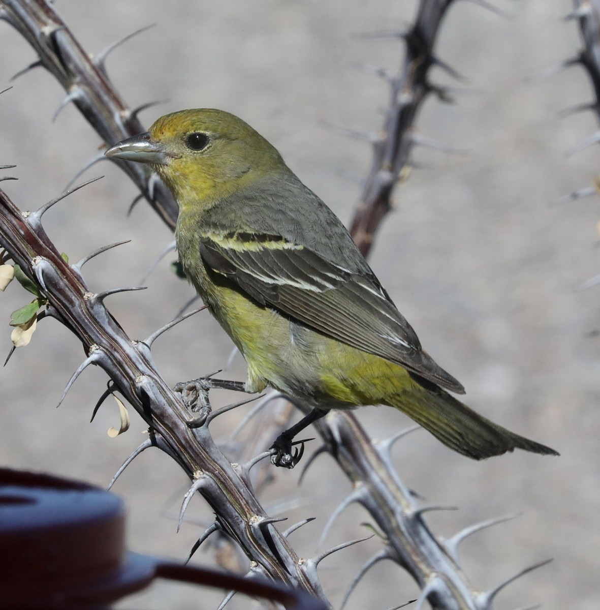 Western Tanager - ML618519309