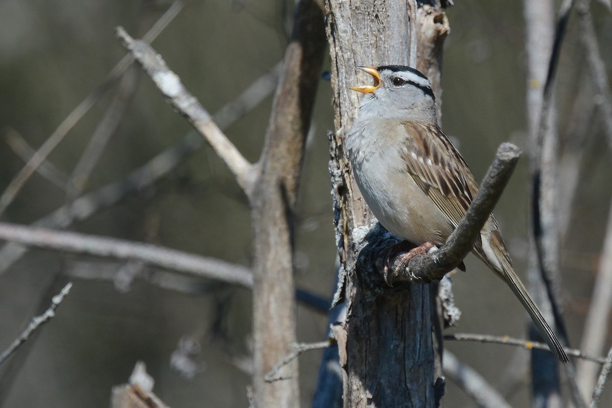 White-crowned Sparrow - ML618519312