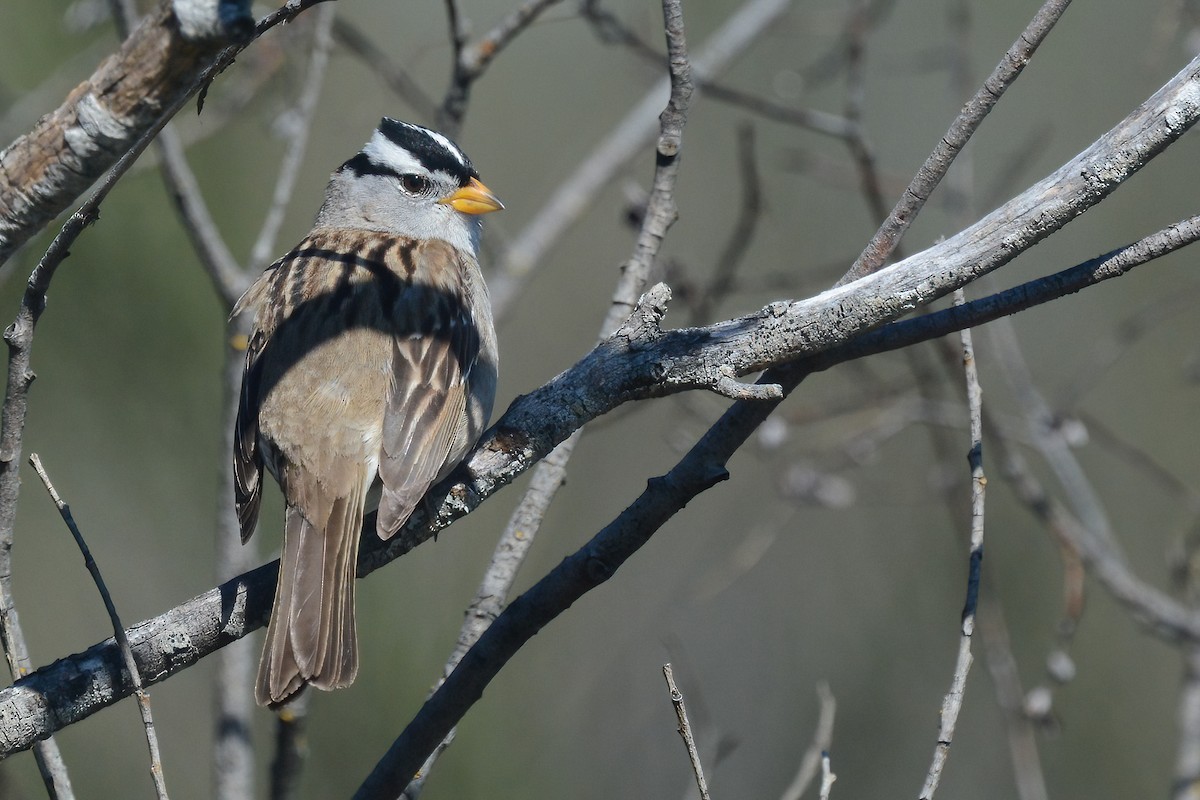White-crowned Sparrow - ML618519313