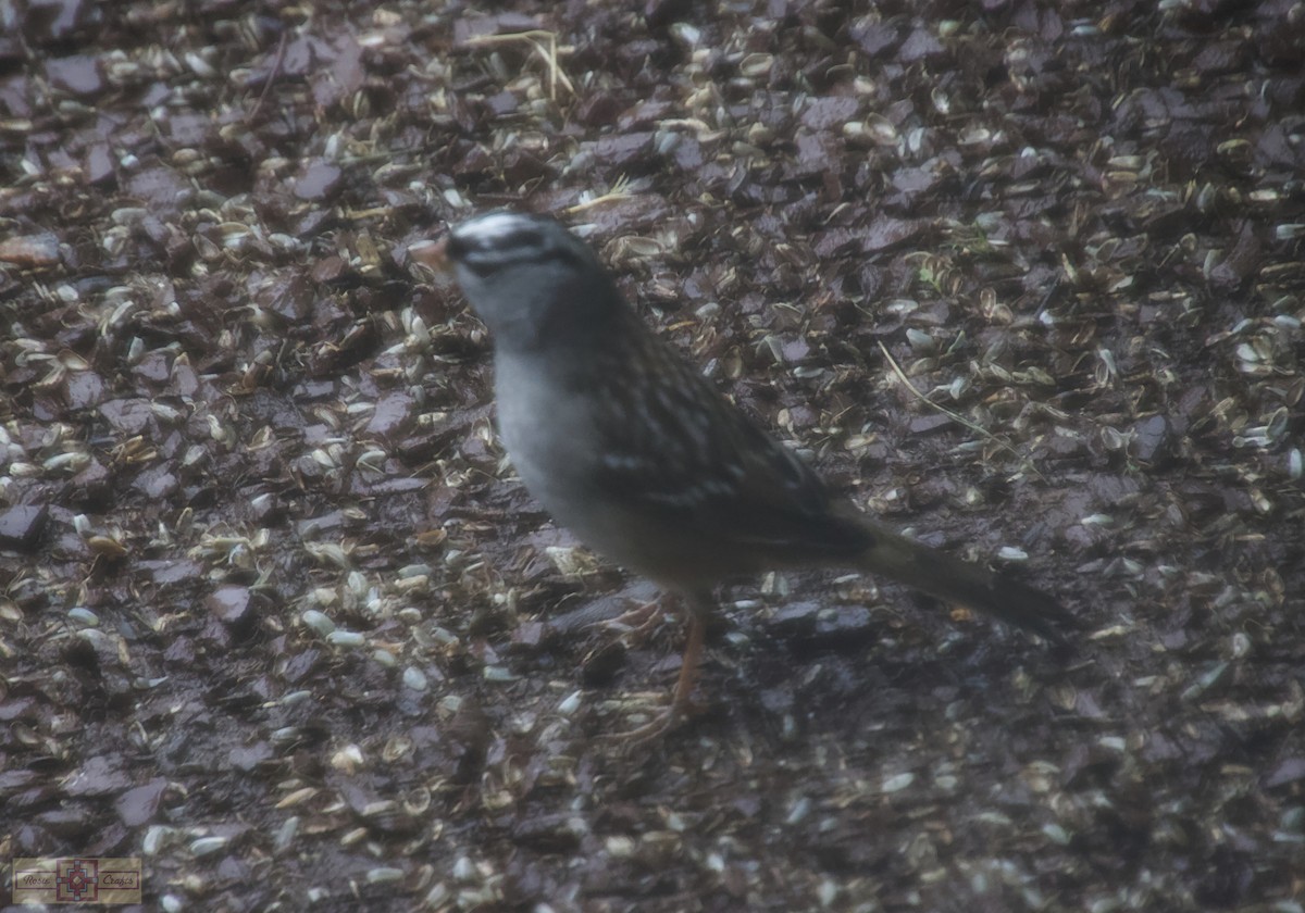 White-crowned Sparrow - Rose Marie