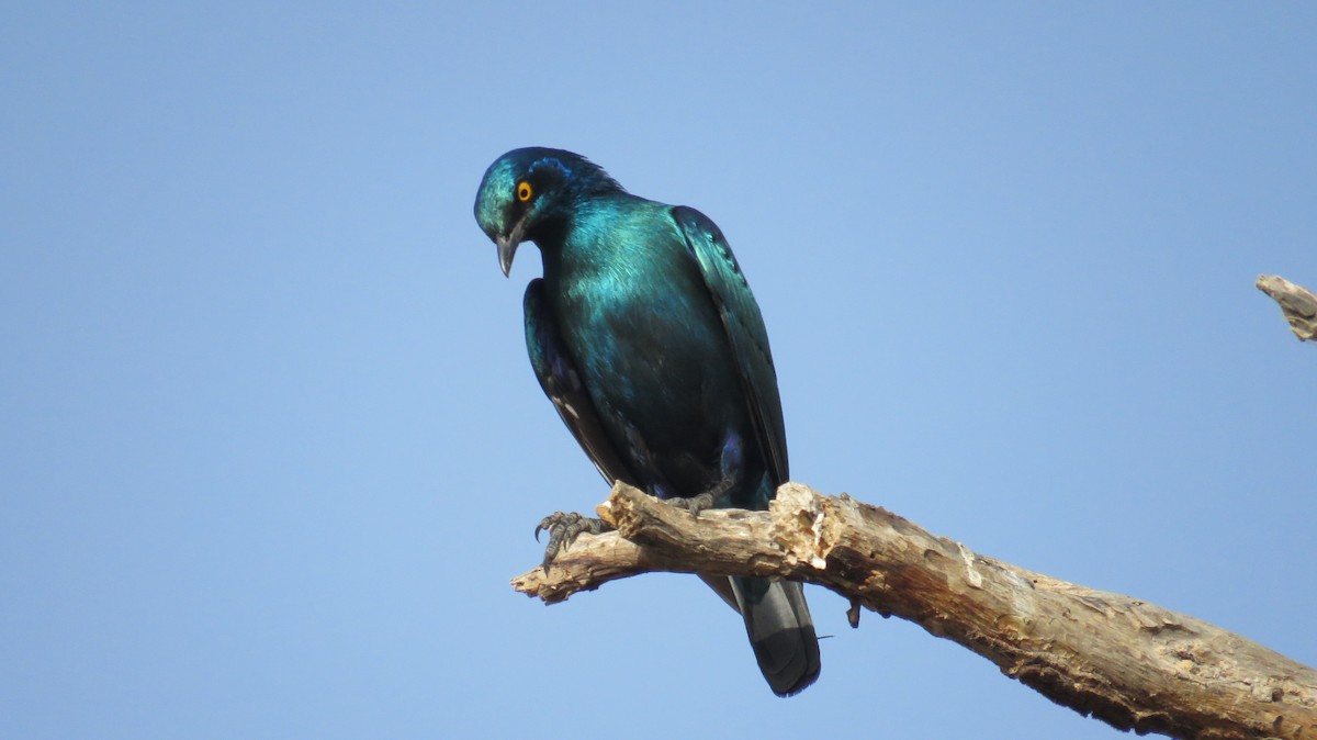 Greater Blue-eared Starling - ML618519390