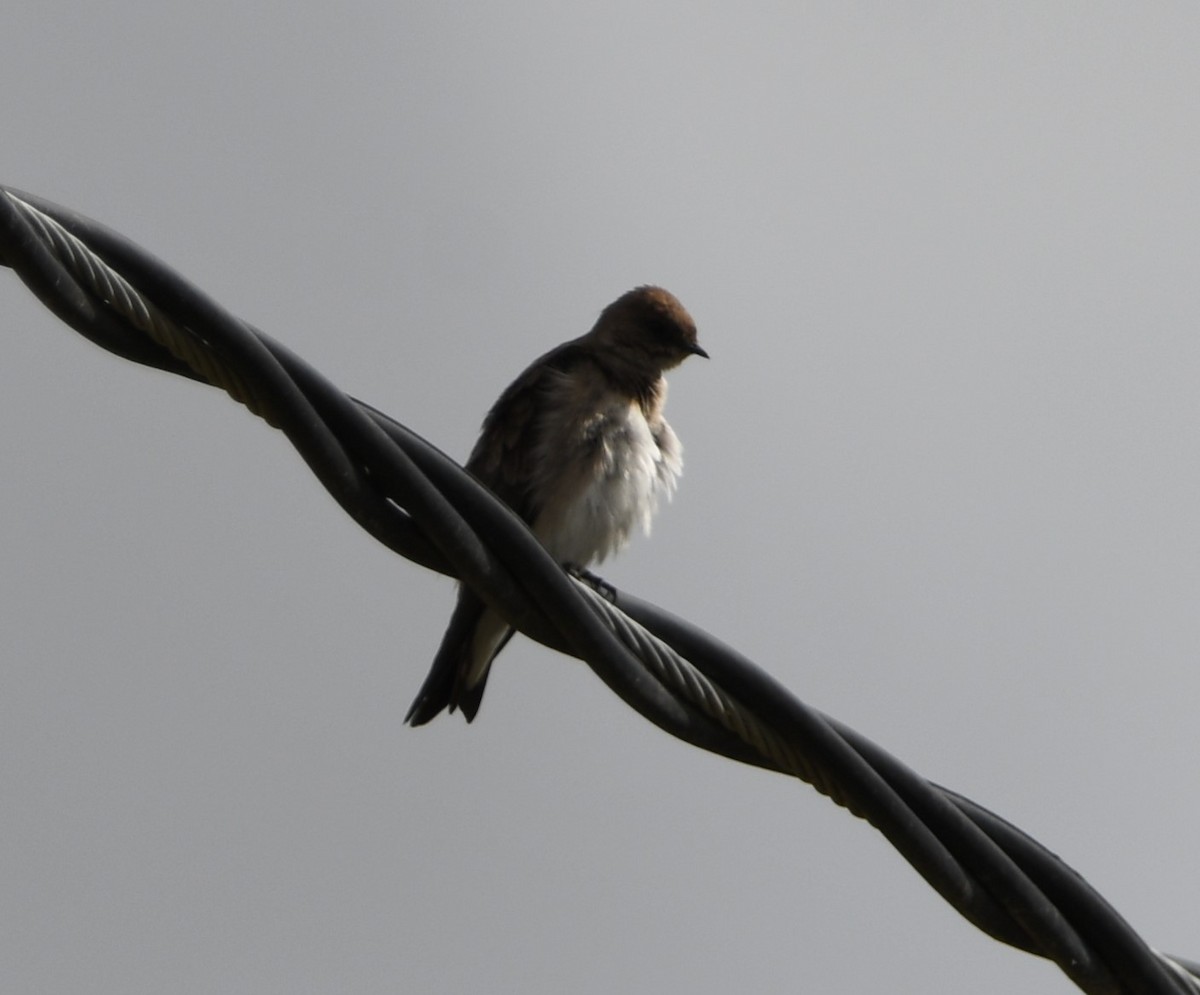Northern Rough-winged Swallow - ML618519414