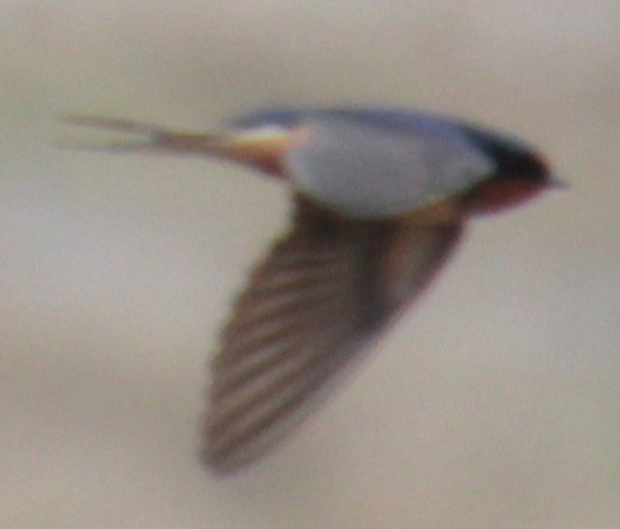 Barn Swallow (American) - ML618519427