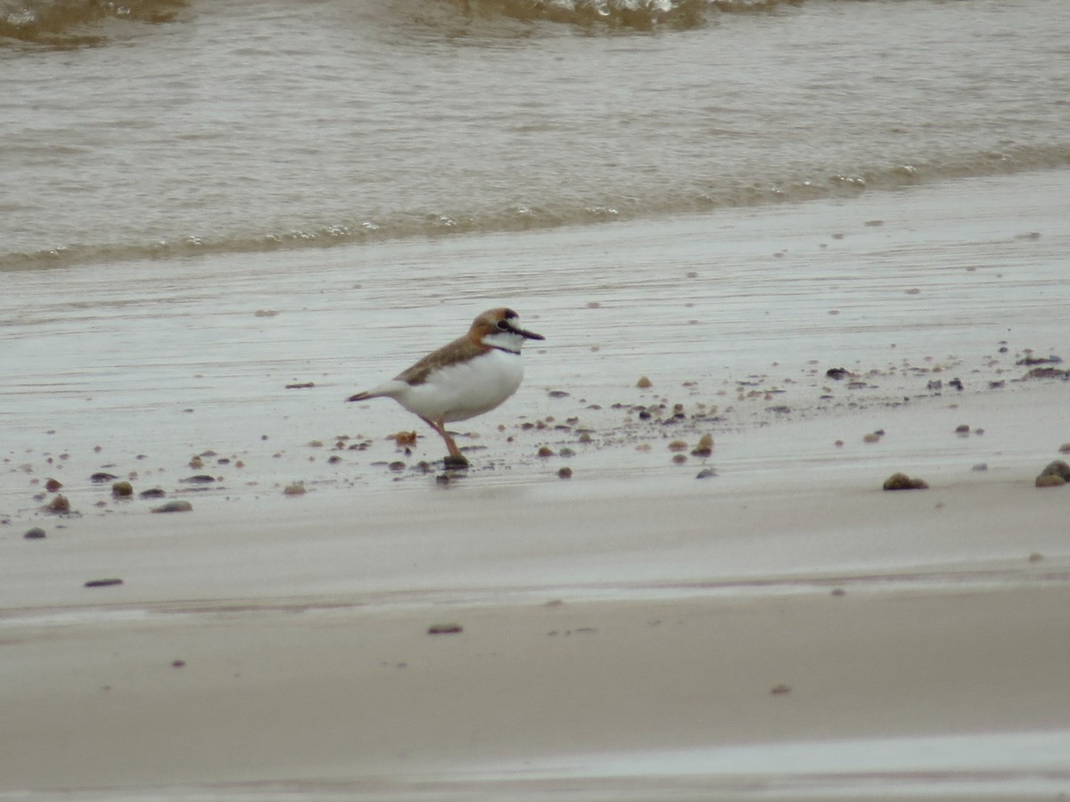 Collared Plover - ML618519443