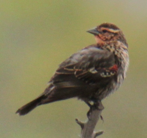 Red-winged Blackbird (Red-winged) - ML618519463