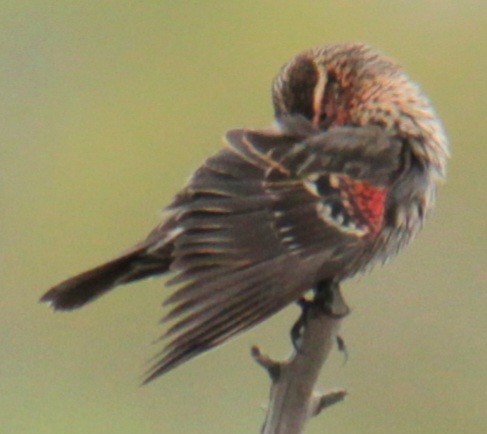Red-winged Blackbird (Red-winged) - ML618519464