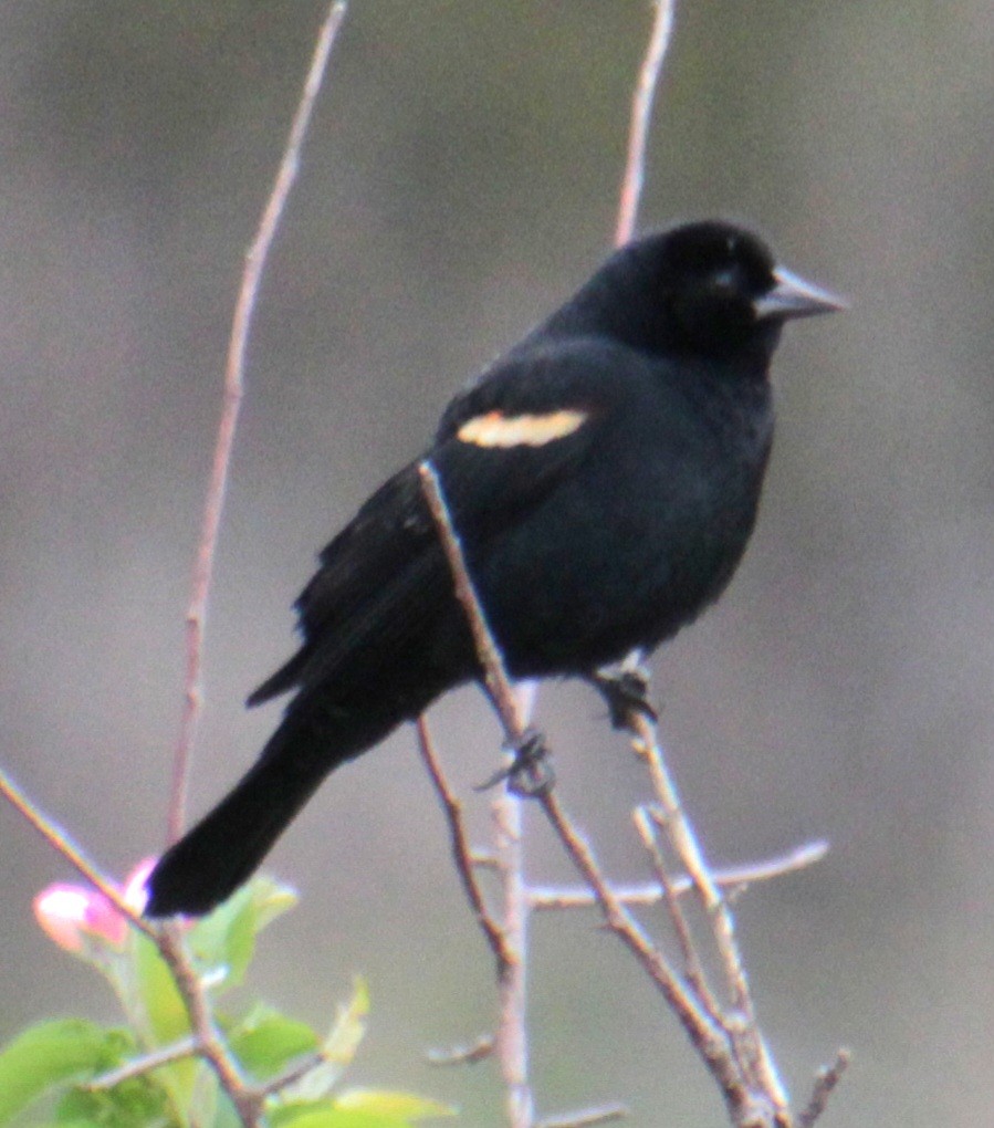 Red-winged Blackbird (Red-winged) - ML618519465