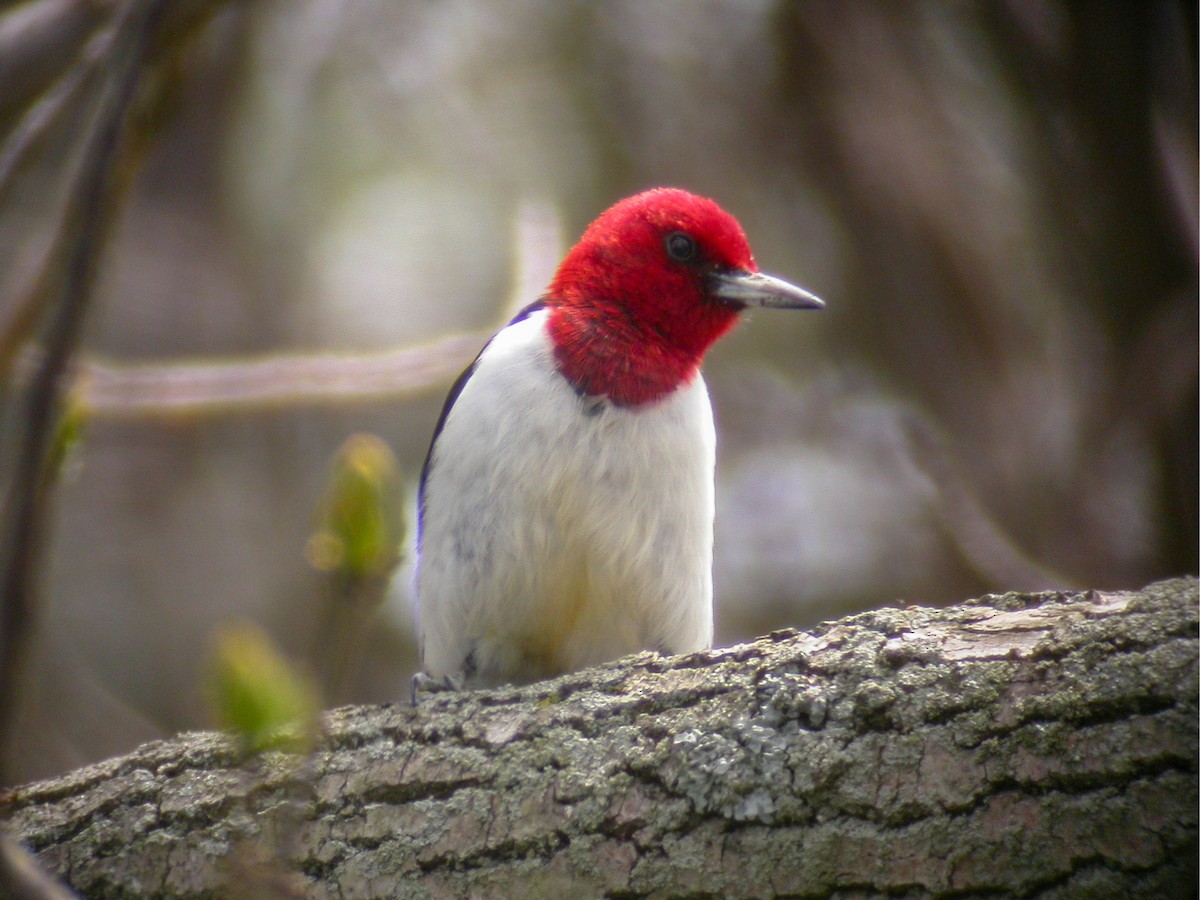 Red-headed Woodpecker - Brennan Mulrooney