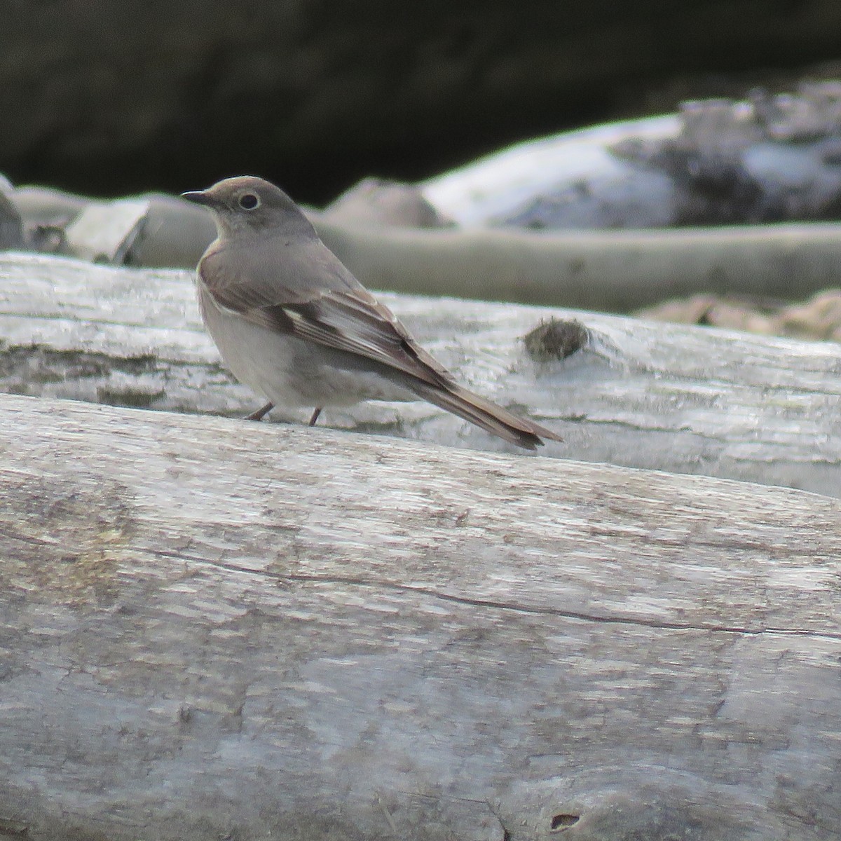 Townsend's Solitaire - ML618519486