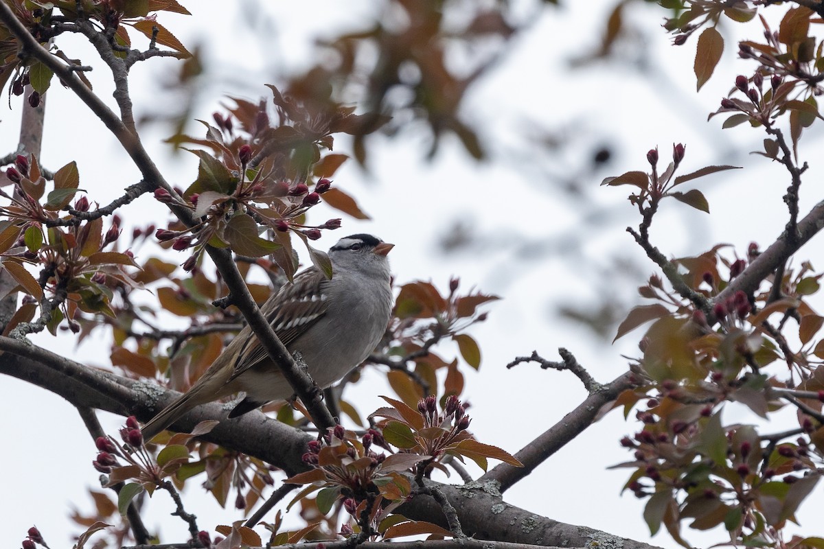 White-crowned Sparrow - Constance Lu