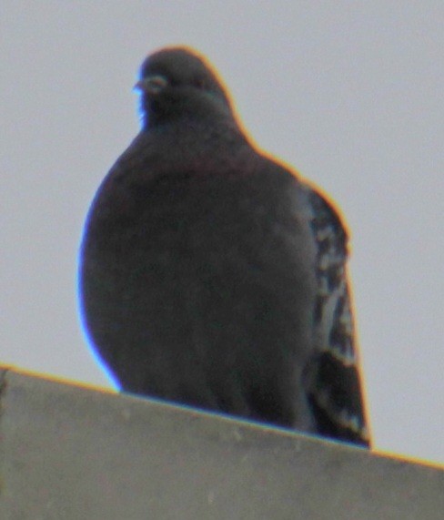Rock Pigeon (Feral Pigeon) - ML618519507