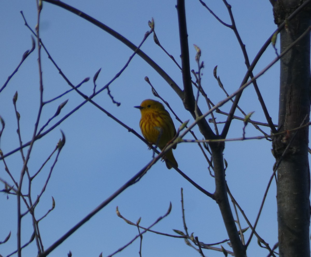Yellow Warbler (Northern) - ML618519516