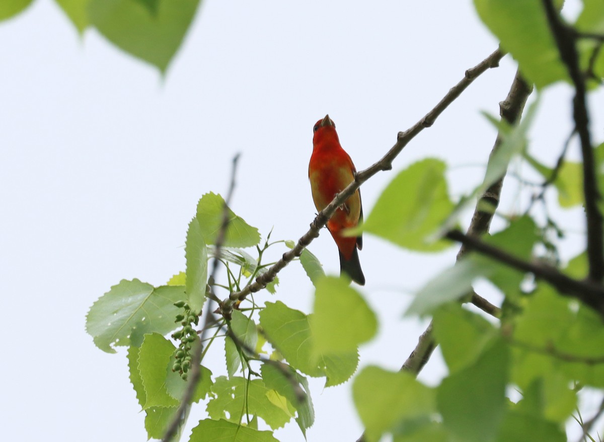 Scarlet Tanager - ML618519528