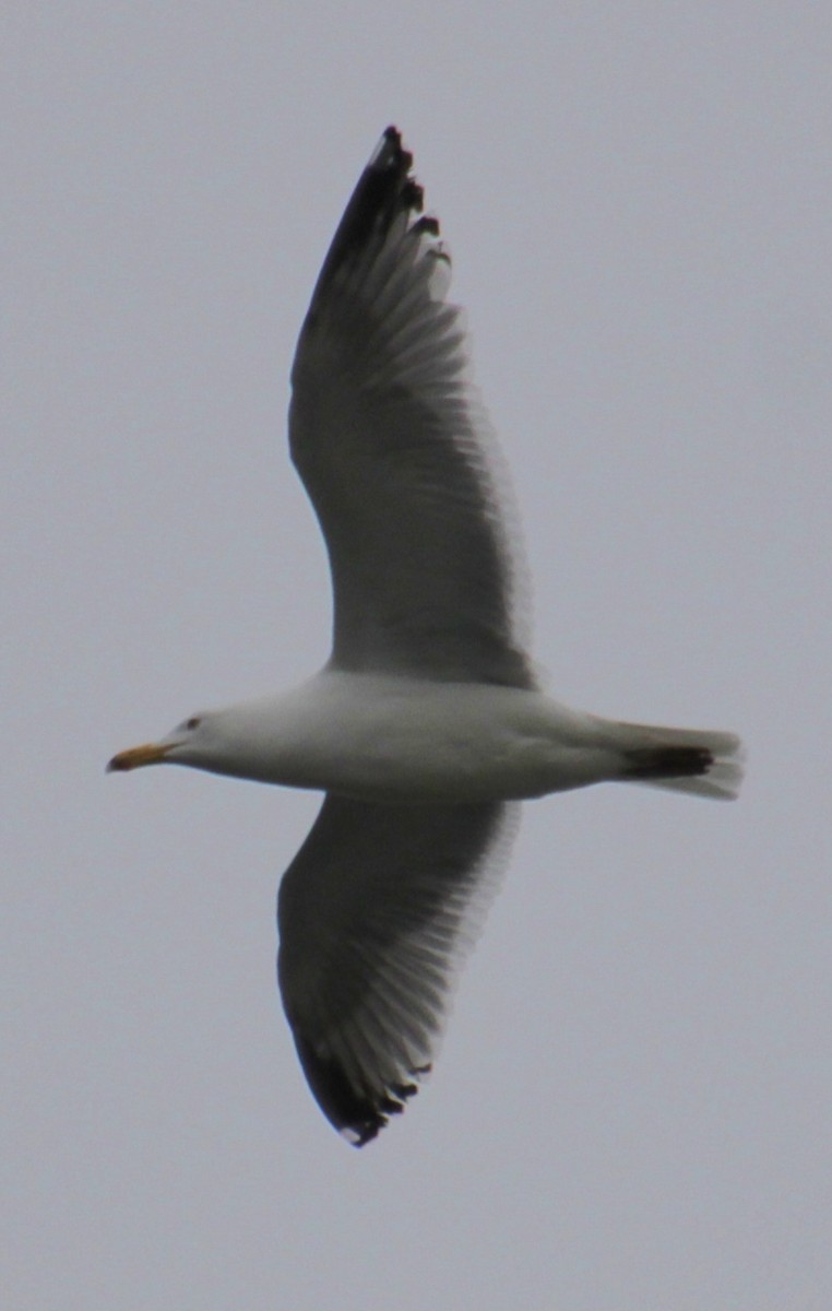 Herring Gull (American) - ML618519539