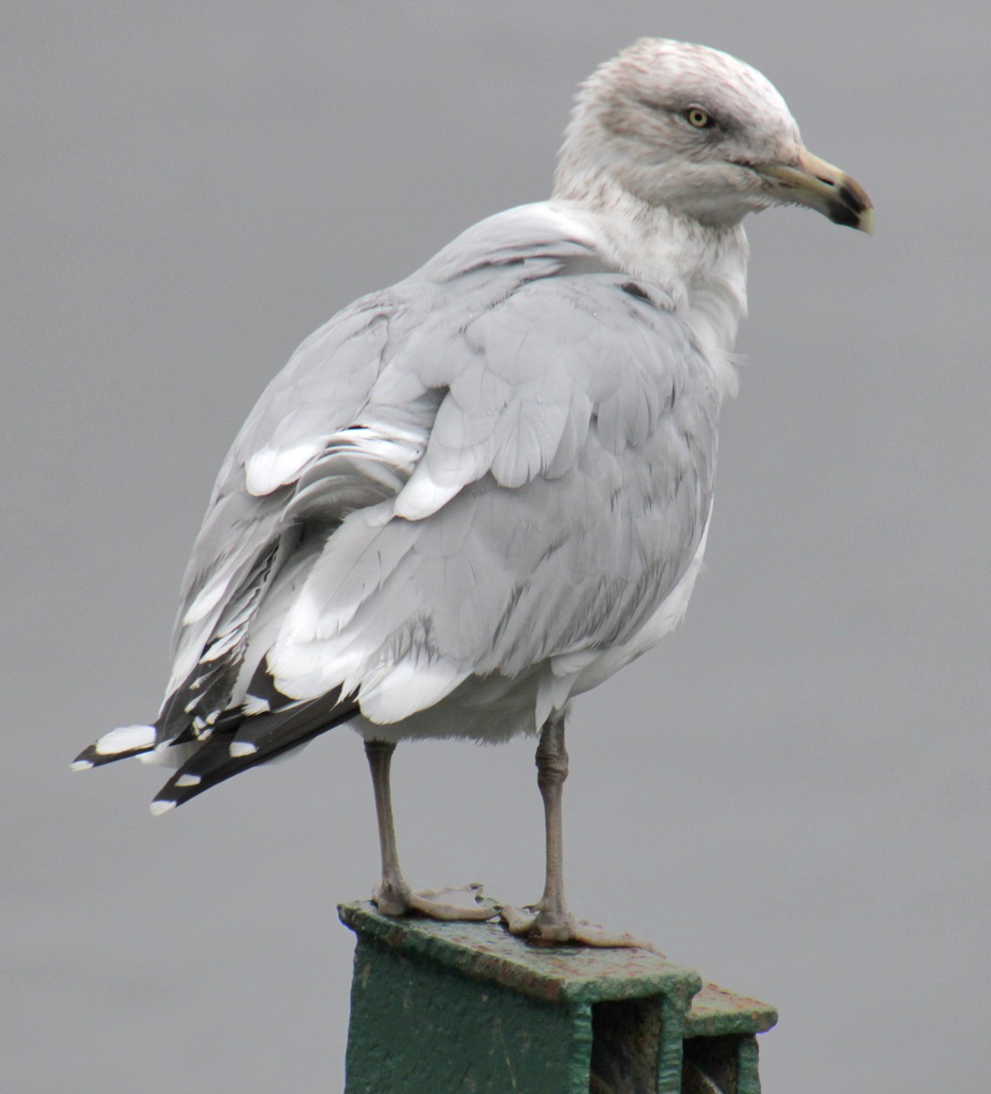 Herring Gull (American) - ML618519540