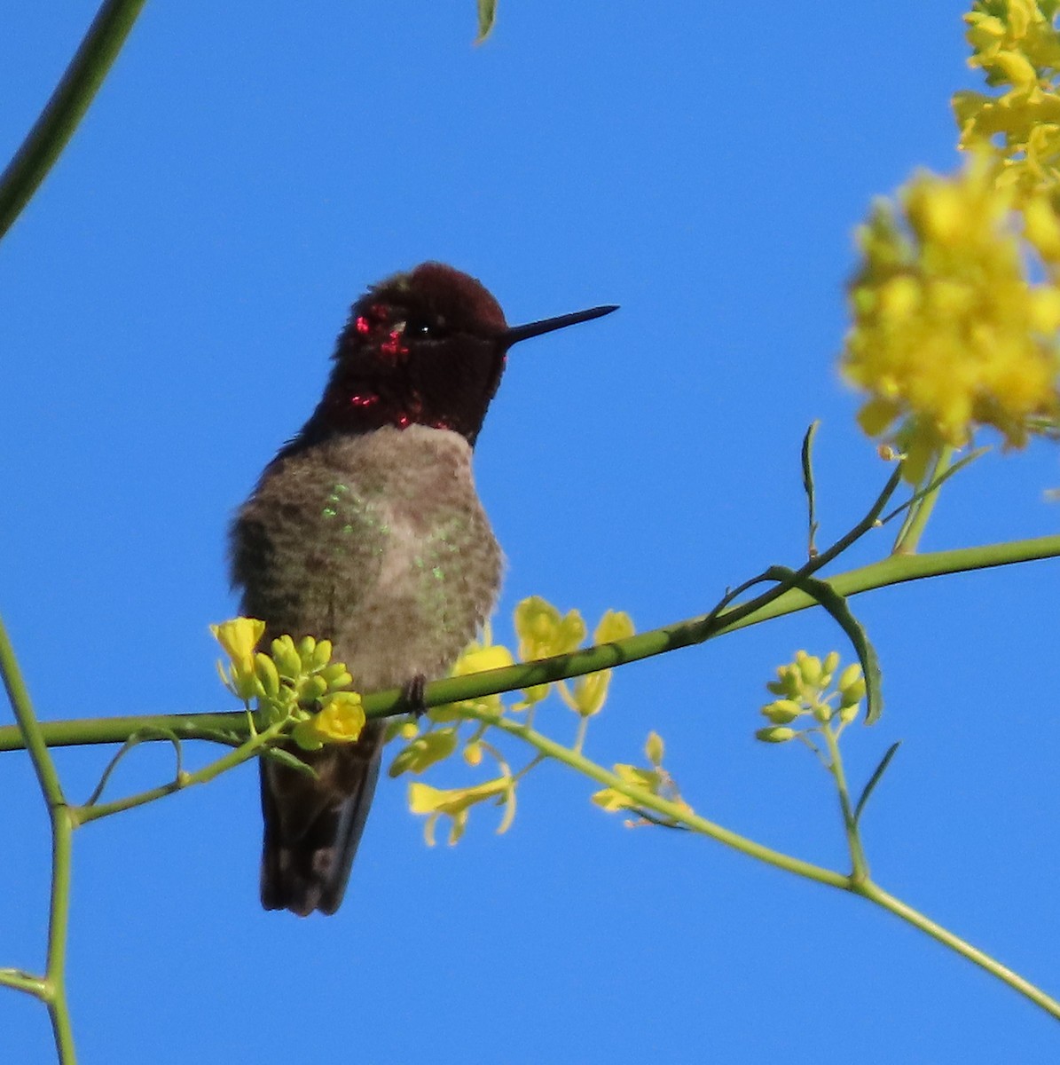 Anna's Hummingbird - ML618519541