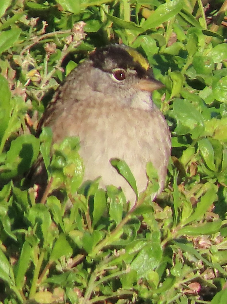 Golden-crowned Sparrow - ML618519563