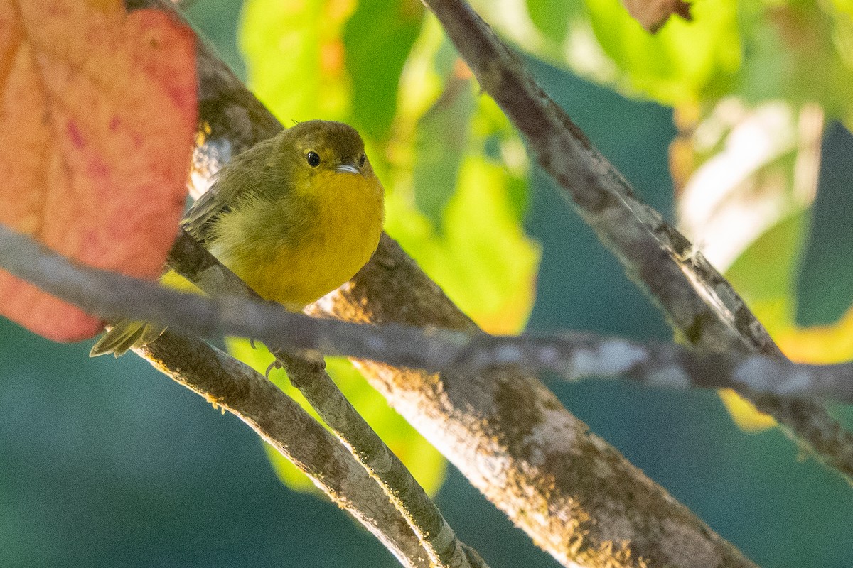 Yellow Warbler (Galapagos) - ML618519617